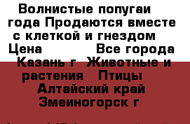 Волнистые попугаи, 2 года.Продаются вместе с клеткой и гнездом. › Цена ­ 2 800 - Все города, Казань г. Животные и растения » Птицы   . Алтайский край,Змеиногорск г.